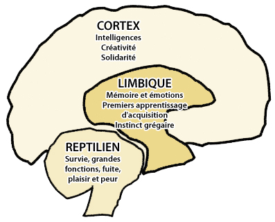 schema cerebral