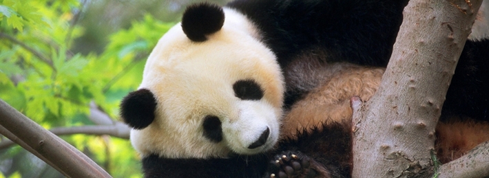 Libérez-vous du panda – Réduisez le contenu en duplicata