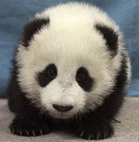 bebe-panda