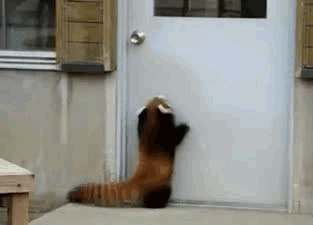 red-panda-reaching-for-door-knob